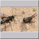 Episyron rufipes - Wegwespe w40 beim Nesteintrag mit einer Spinne.jpg